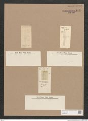 Diatomeae indet. Zeichnungen Sammlung Grunow Nr. 1429 (NHMW-BOT-W0368409)